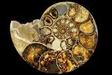 Rare, Ammonite (Argonauticeras) - Befandriana, Madagascar #168520-1